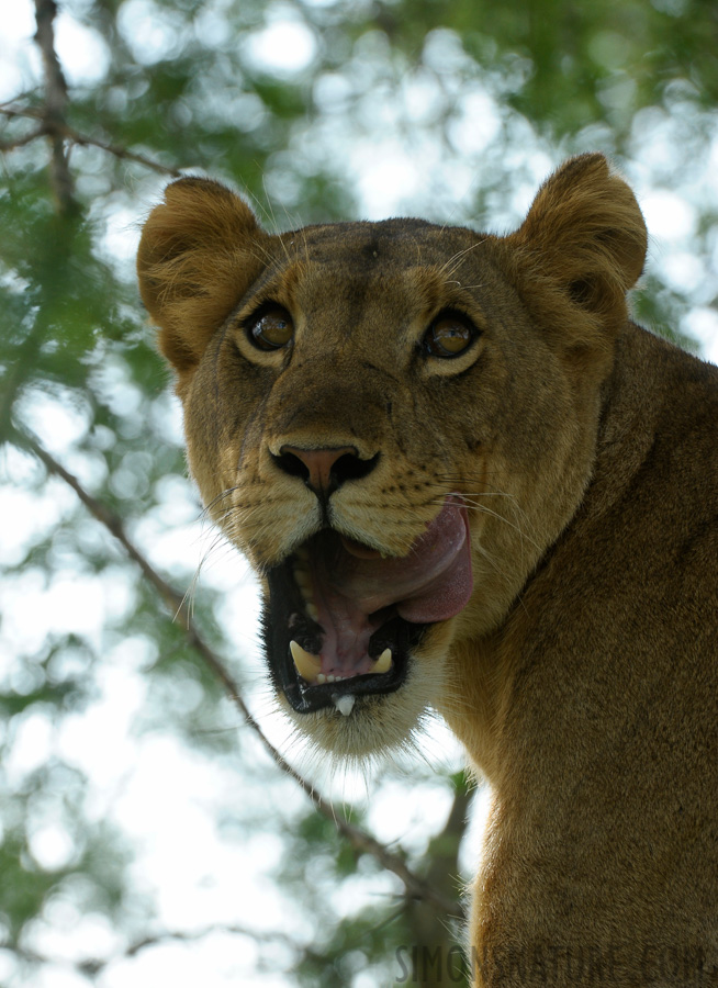 Panthera leo leo [400 mm, 1/320 sec at f / 9.0, ISO 800]